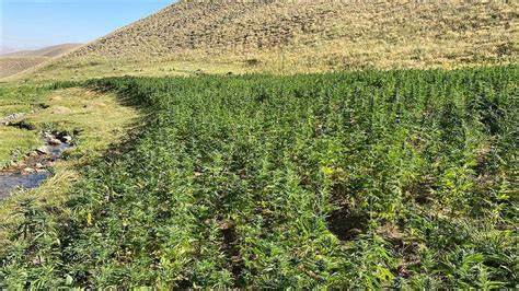 الداخلية: تقنين “الكيف” منعطف جديد.. وحجزنا 504 طن من الشيرا والكيف في 2021