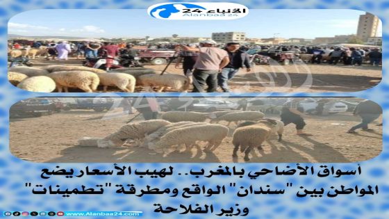 أسواق الأضاحي بالمغرب.. لهيب الأسعار يضع المواطن بين “سندان” الواقع ومطرقة “تطمينات” وزير الفلاحة